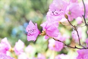 pink spring blossoms on branch