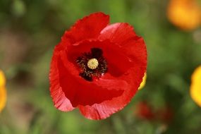 Poppy wildflower close up, blurred background