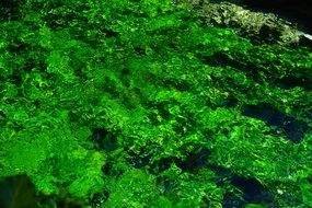 bright green aquatic plants close up