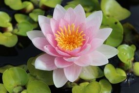pastel pink water lily close up