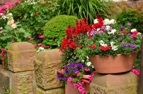 Summer Flowers in a pots in the garden