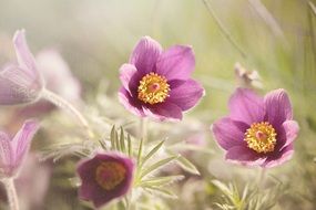 tender common pasque flower