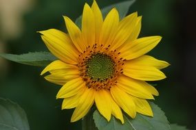 yellow nature flower green leaves around
