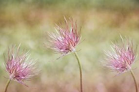 closeup photo of three spring unusual flowers