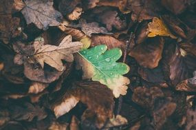 Oak Fallen Autumn Leaves closeup
