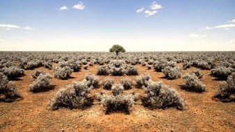 small bushes in the sand desert