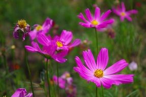 bright purple flowers in the meadow