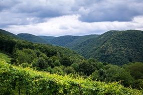 Forest Vineyard