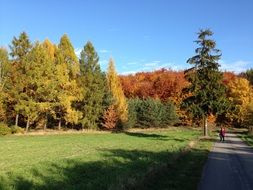 Colorful trees in a forest in nature