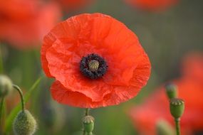 red poppies are summer flowers