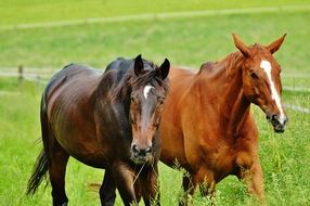 two horses on a green pasture