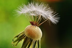 macro photo of half of dandelion plant