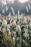 Timothy-grass on meadow, Phleum pratense