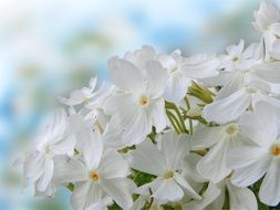 plant flowering in spring with white flowers