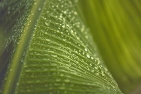 Macro photo of the water drops on the green leaf