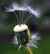 bold dandelion flower