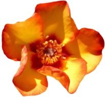 bright orange flower on white background