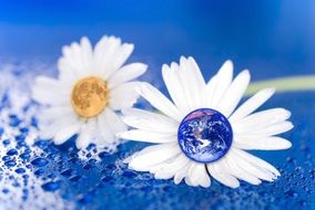 daisies with planets inside