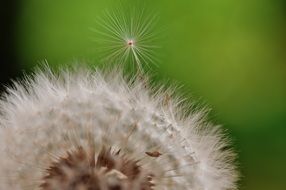 dandelion is a wildflower