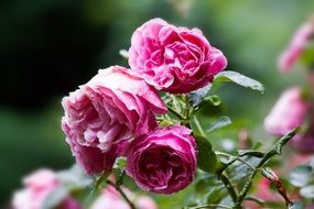 flowers of roses in the rain on a bush