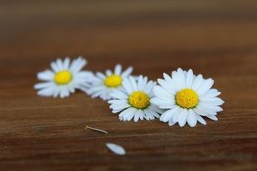 daisy flowers on the table