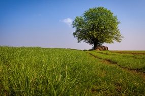 large tree on the rural field