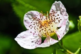 Macro photo of exotic white blossom
