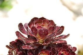 dark red plant close-up