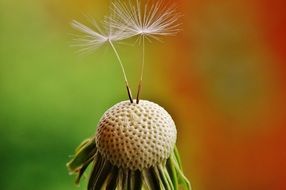 closeup picture of dandelion is a wild wildflower