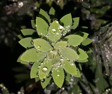 closeup photo of Lots of water droplets on a Leaves