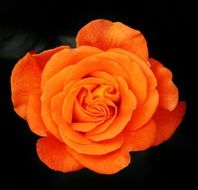 orange rose on a dark closeup