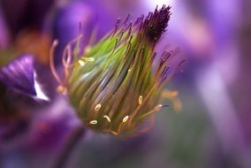 closeup of seeds of the purple flower