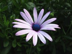 pale exotic daisy