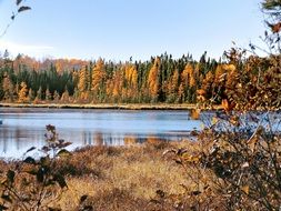 Beautiful and colorful autumn forest in light on a pond in Minnesota