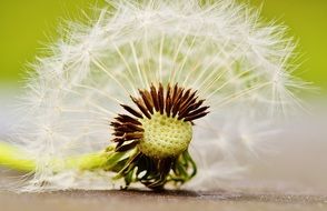 macro view of dandelion on the ground