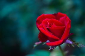 macro photo of deep red rose