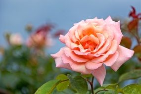 romantic garden rose