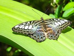 tropical striped butterfly on a green leaf