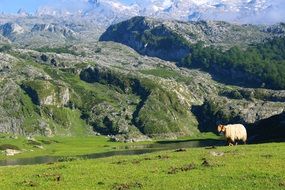 sheep on the green meadow on the background of mountains