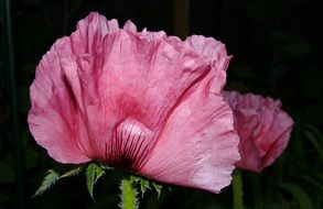 poppy Flower grow