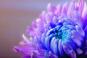 chrysanthemum flower close-up