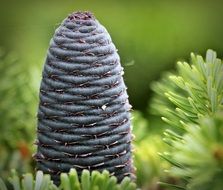 macro photo of pine cones and needles