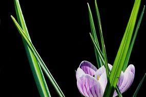 purple crocus and green leaves on a black background
