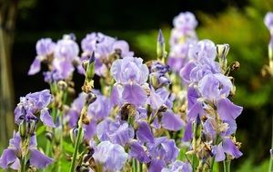 purple iris flowers close-up