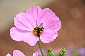 insect on a pale pink flower close-up