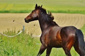 thoroughbred brown horse on the field