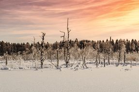 Snowy bald Trees