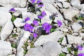 Violet flowers and stones