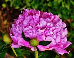 purple peony in the garden