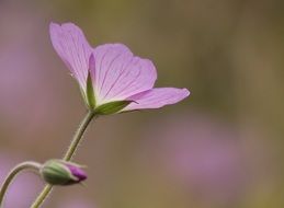 Purple Flower and bud at blurred background